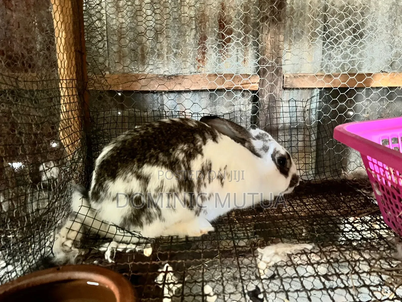 Kitengelarabbitry Mature Rabbits From 8 Months