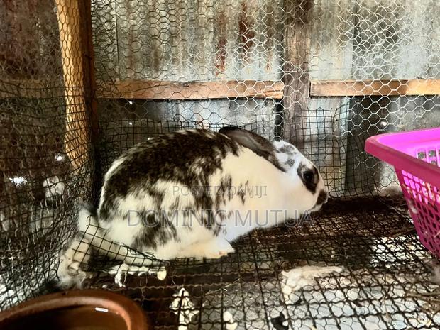 Kitengelarabbitry Mature Rabbits From 8 Months - thumbnail 7