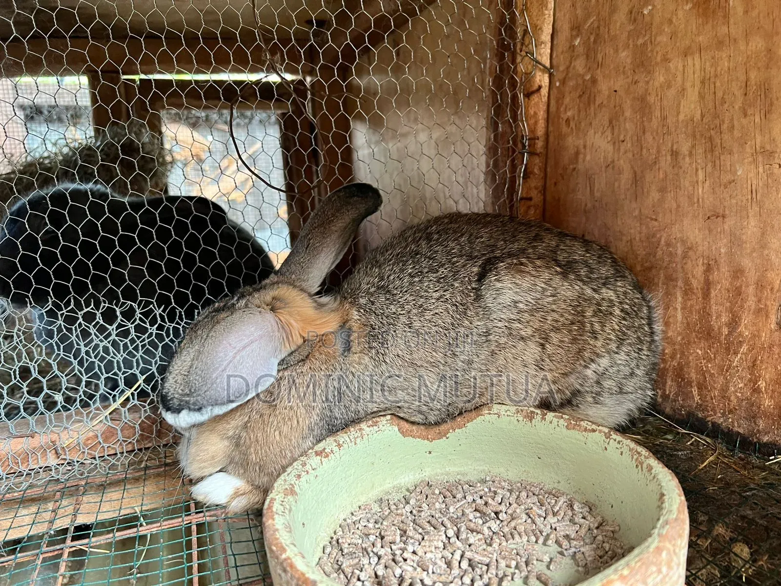 Kitengelarabbitry Mature Rabbits From 8 Months