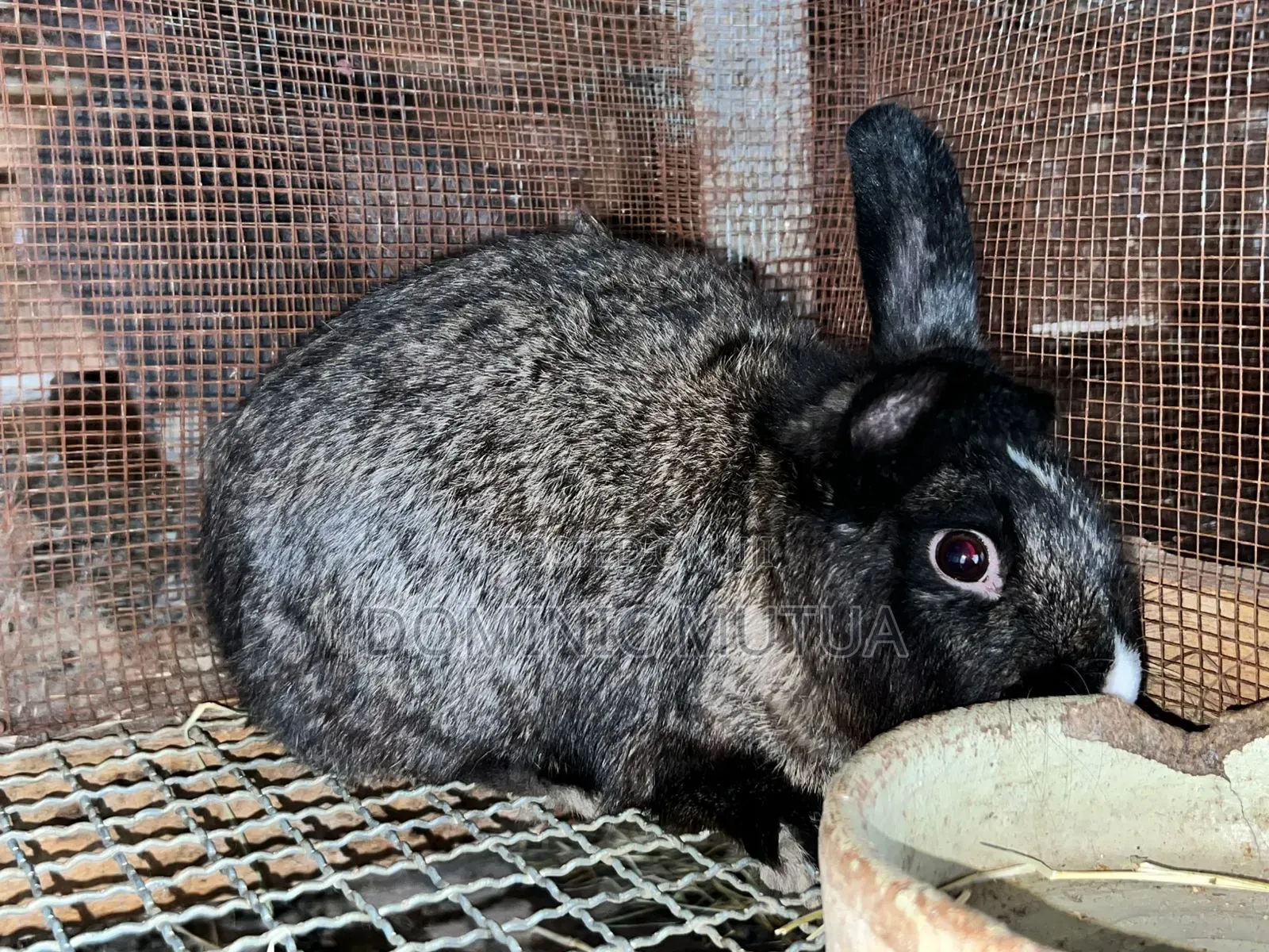 Kitengelarabbitry Mature Rabbits From 8 Months