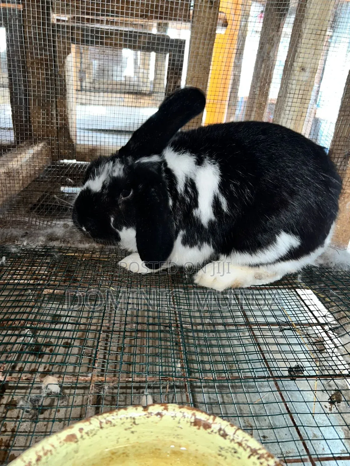 Kitengelarabbitry Mature Rabbits From 8 Months