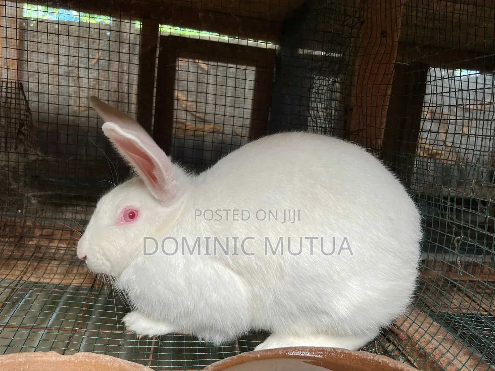 Kitengelarabbitry Mature Rabbits From 8 Months