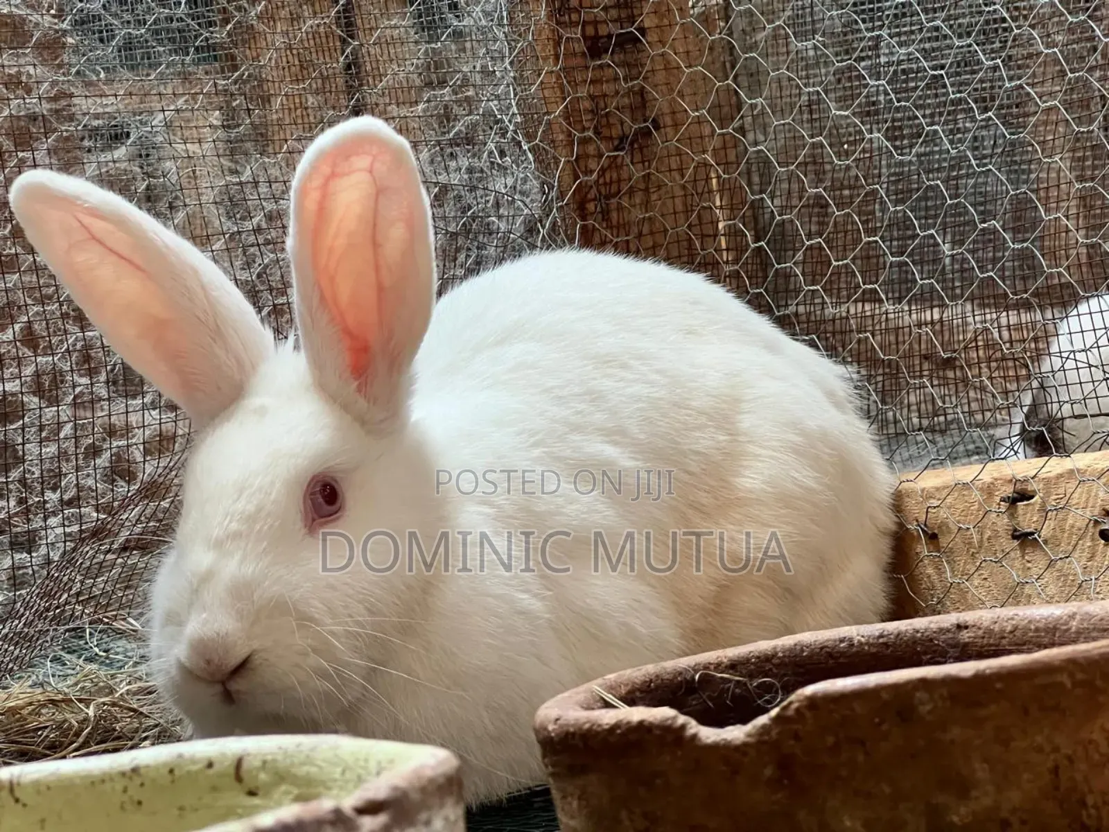 Kitengelarabbitry Mature Rabbits From 8 Months