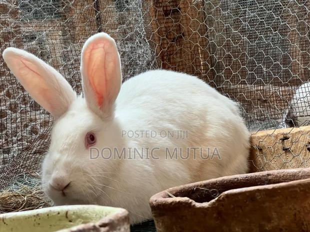 Kitengelarabbitry Mature Rabbits From 8 Months - thumbnail 12