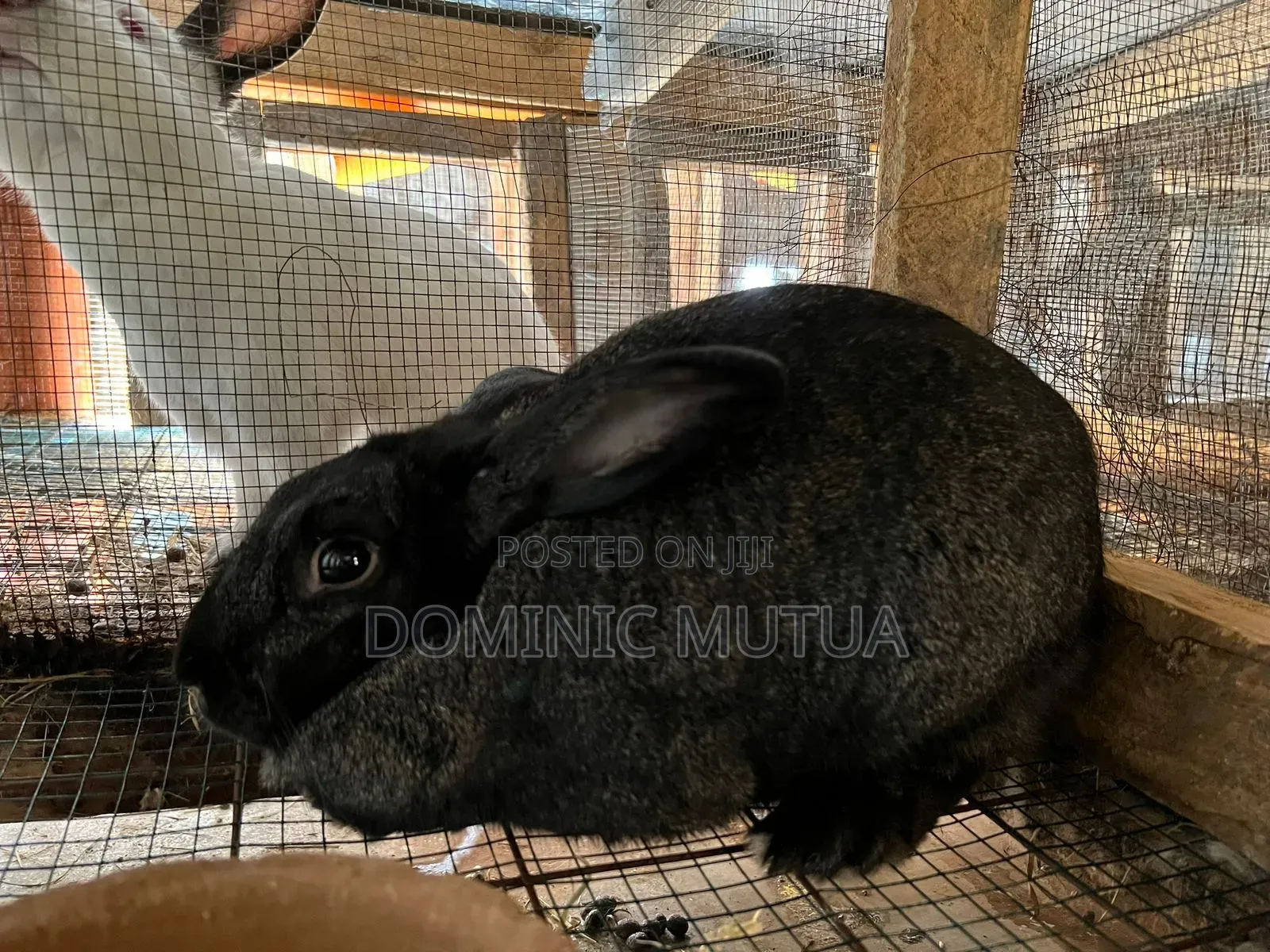 Kitengelarabbitry Mature Rabbits From 8 Months