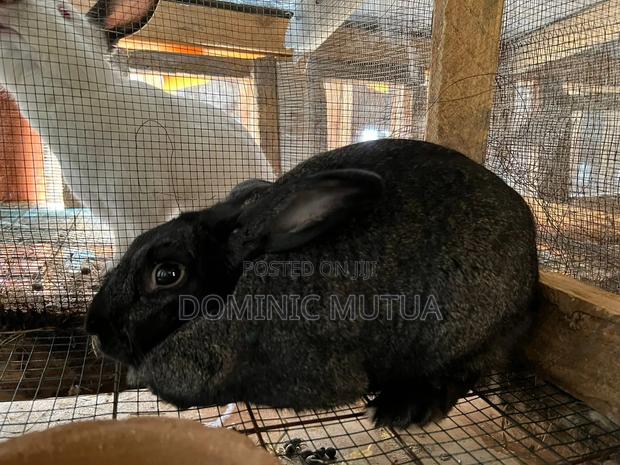 Kitengelarabbitry Mature Rabbits From 8 Months - thumbnail 13