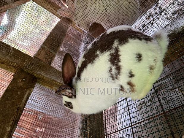 Kitengelarabbitry Mature Rabbits From 8 Months - thumbnail 14