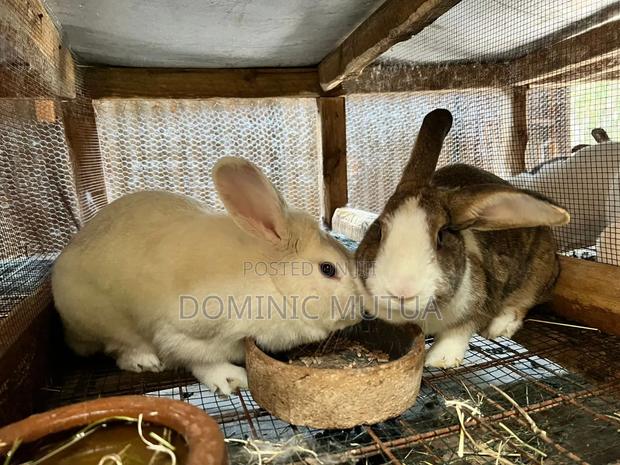 Kitengelarabbitry Mature Rabbits From 8 Months - thumbnail 15