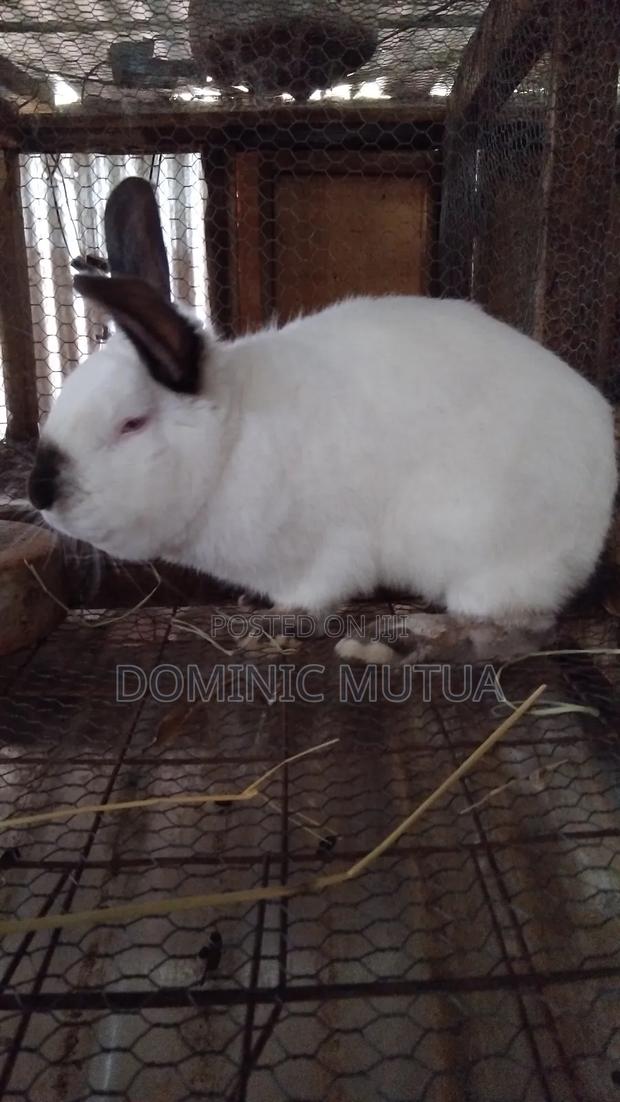 Kitengelarabbitry Mature Rabbits From 8 Months - thumbnail 16