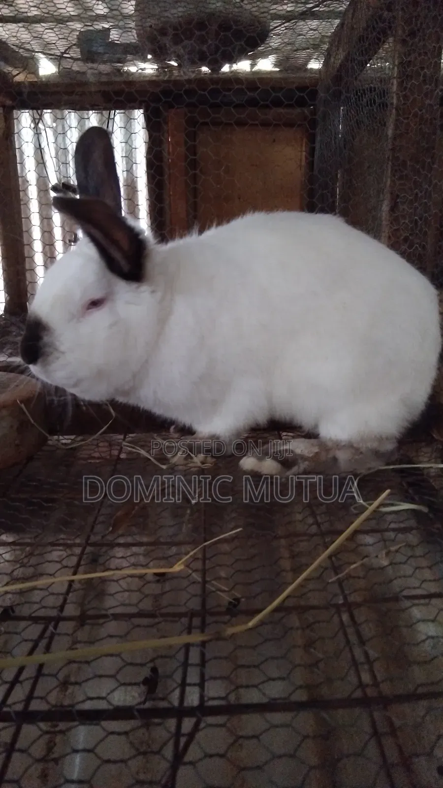 Kitengelarabbitry Mature Rabbits From 8 Months