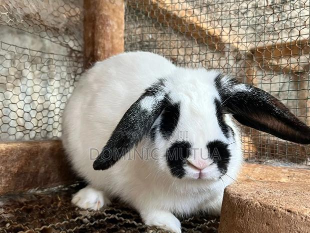 Kitengelarabbitry Mature Rabbits From 8 Months - thumbnail 17
