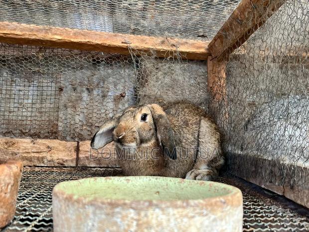 Kitengelarabbitry Mature Rabbits From 8 Months - thumbnail 18