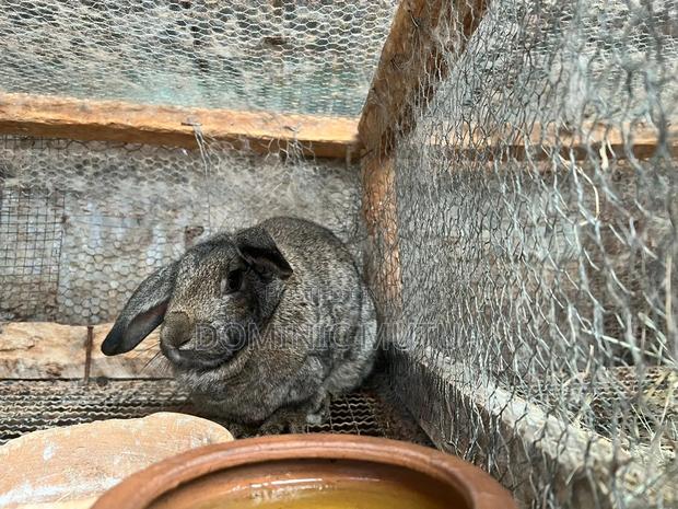 Kitengelarabbitry Mature Rabbits From 8 Months - thumbnail 19