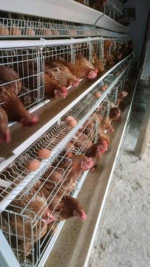 Pure Commercial Layers - main view