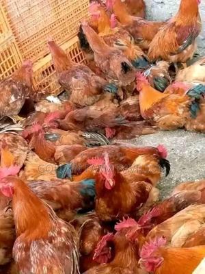 Layers For More Eggs - main view