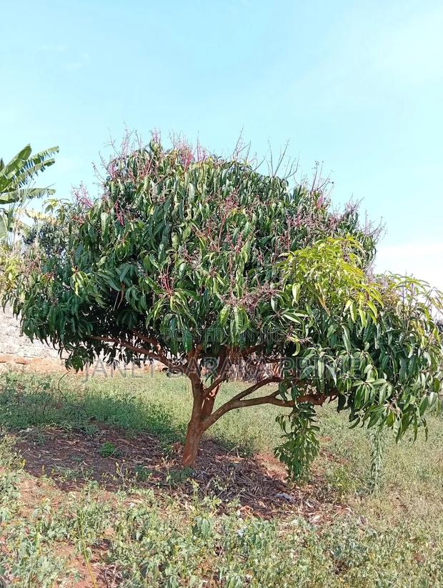 50*100 Plots - thumbnail 5