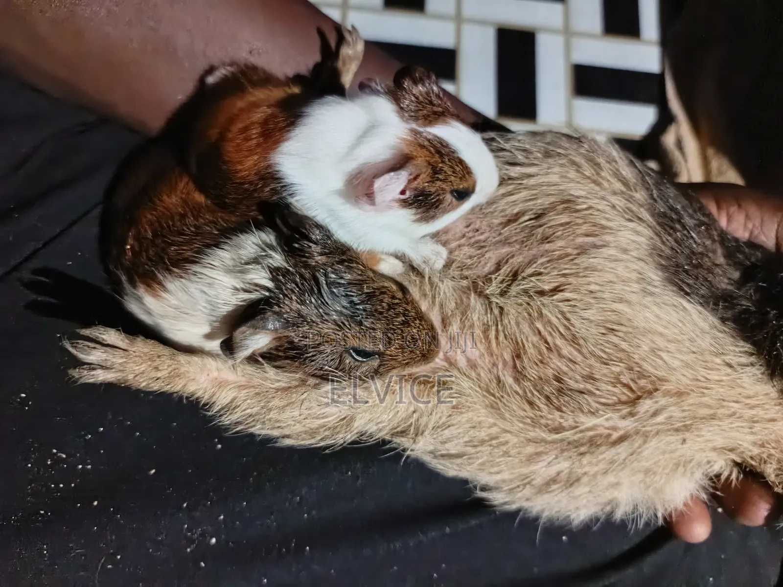 Gunie Pigs