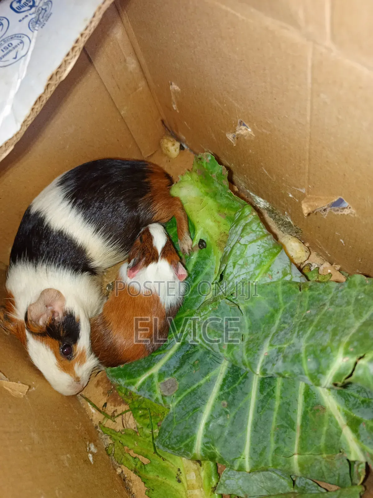 Gunie Pigs