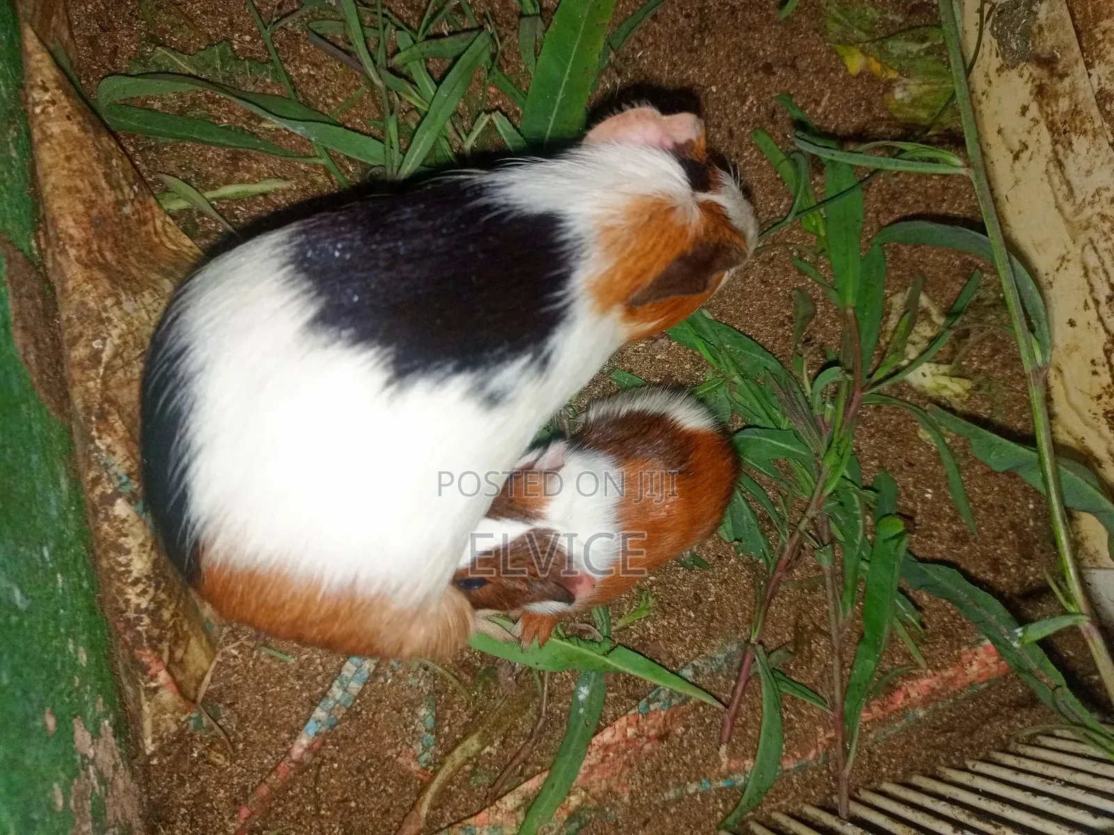 Gunie Pigs