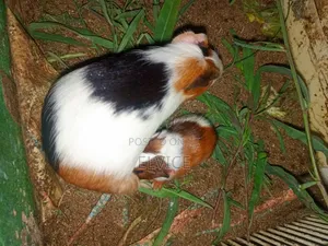 Gunie Pigs