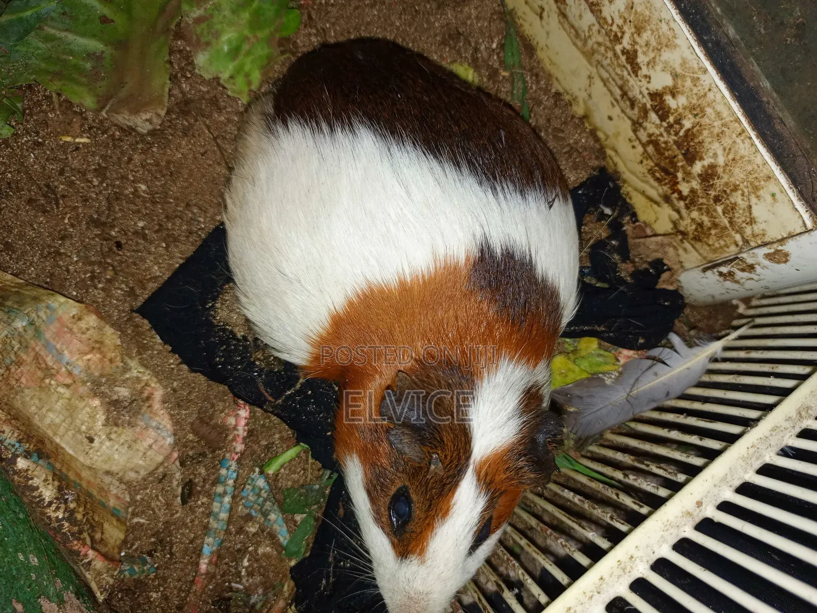 Gunie Pigs