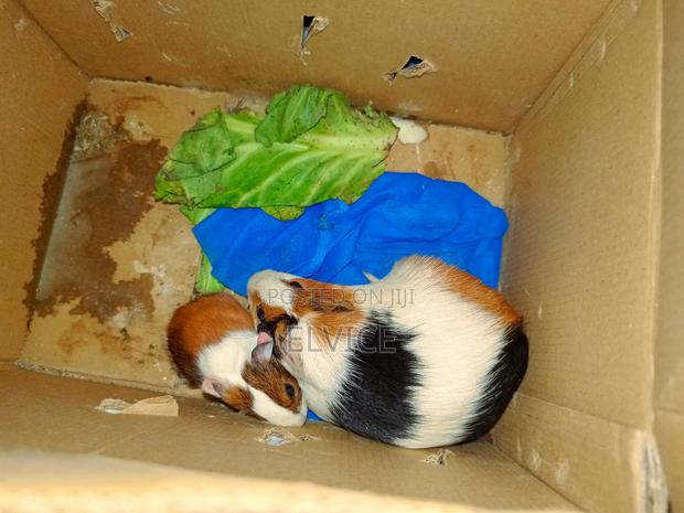 Gunie Pigs - main view