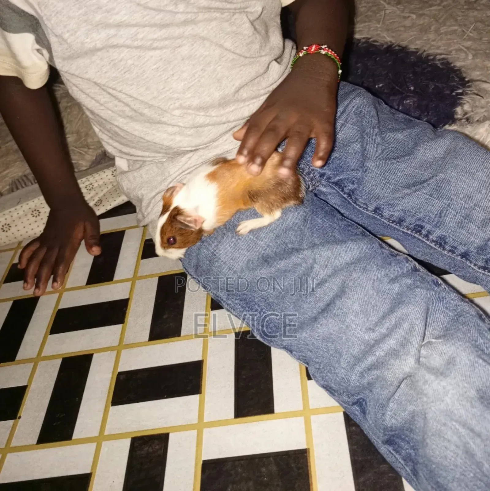Gunie Pigs