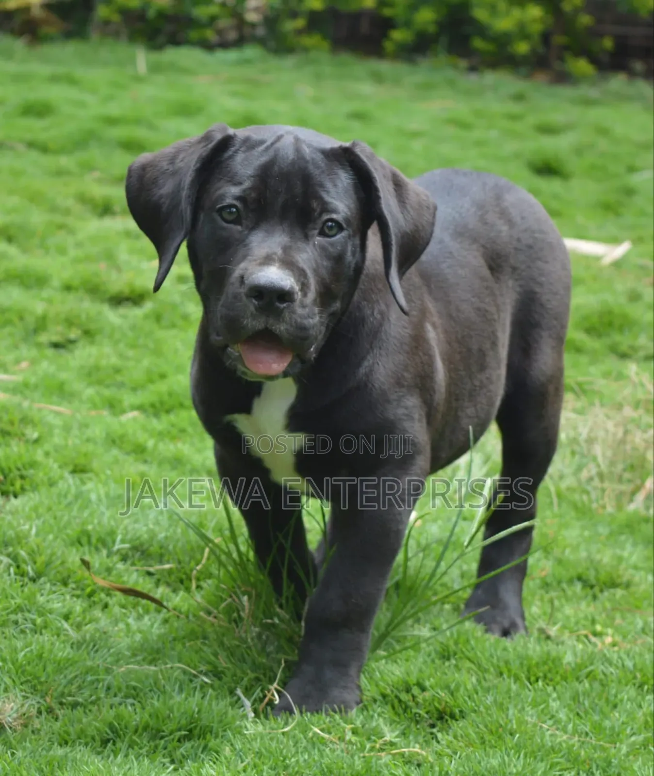 1-3 months Male Purebred Boerboel