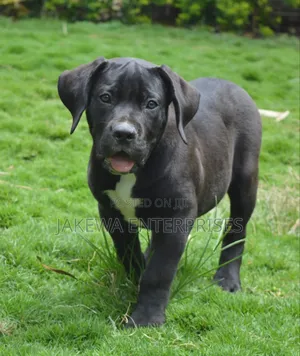 1-3 months Male Purebred Boerboel