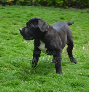 1-3 months Female Purebred Boerboel