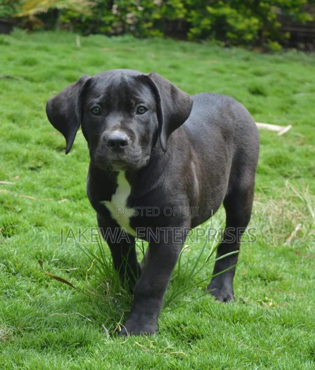 1-3 months Male Purebred Boerboel