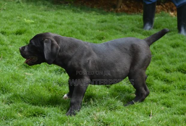 1-3 months Female Purebred Boerboel