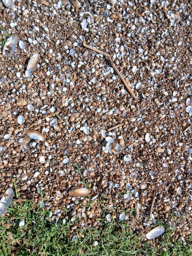 Shells From L.Victoria