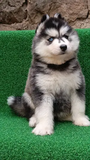 1-3 months Female Purebred Siberian Husky