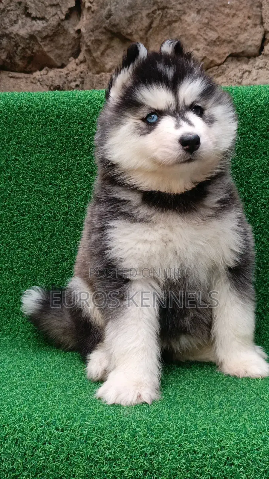 1-3 months Female Purebred Siberian Husky