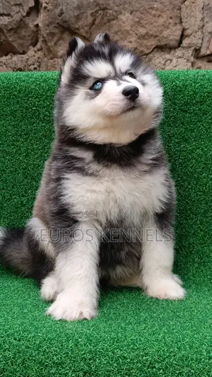 1-3 months Female Purebred Siberian Husky