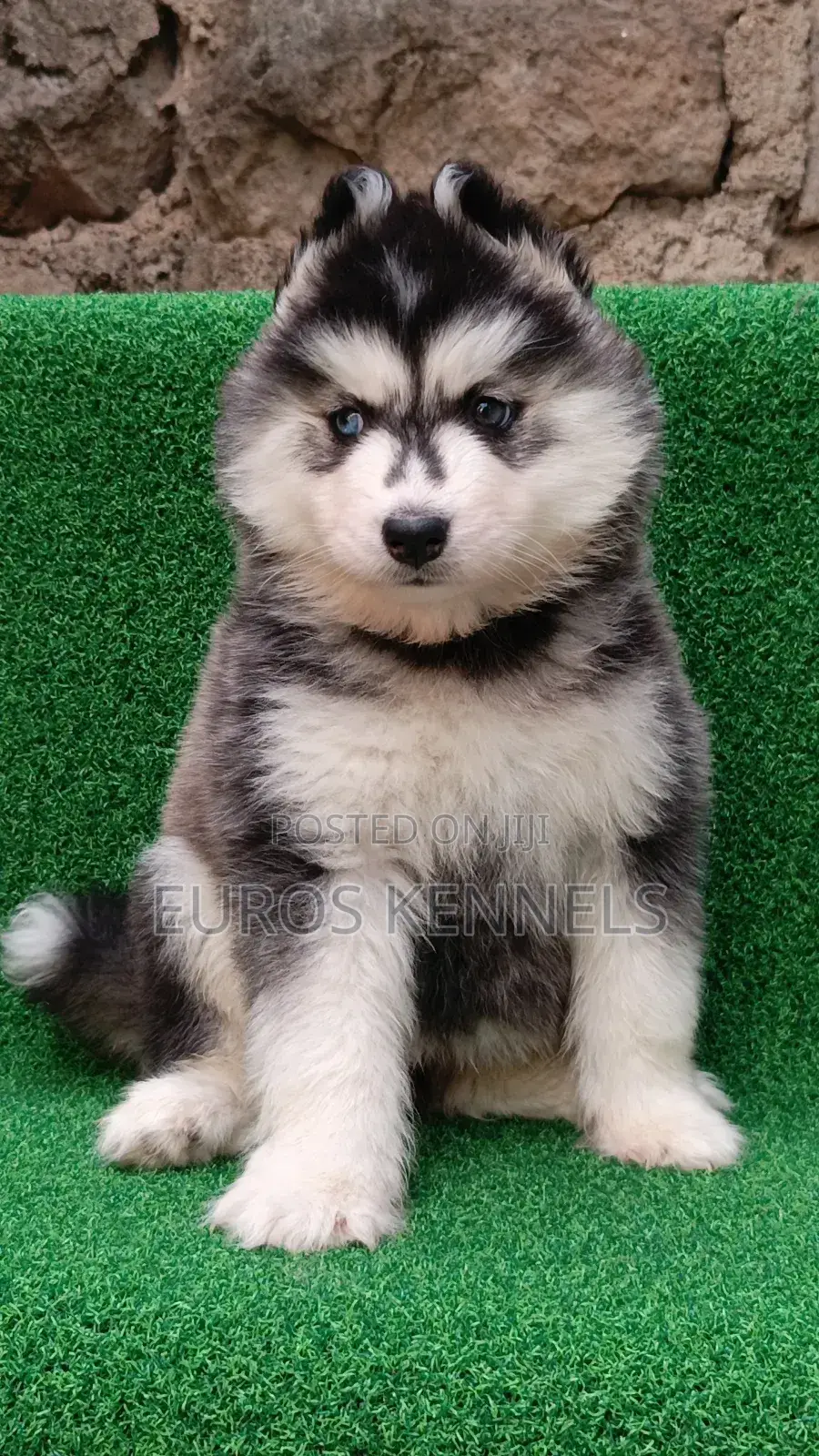 1-3 months Female Purebred Siberian Husky