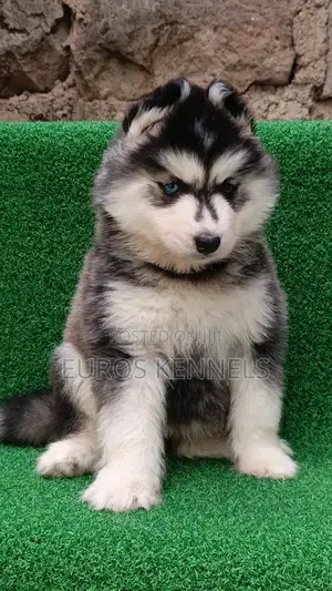1-3 months Female Purebred Siberian Husky