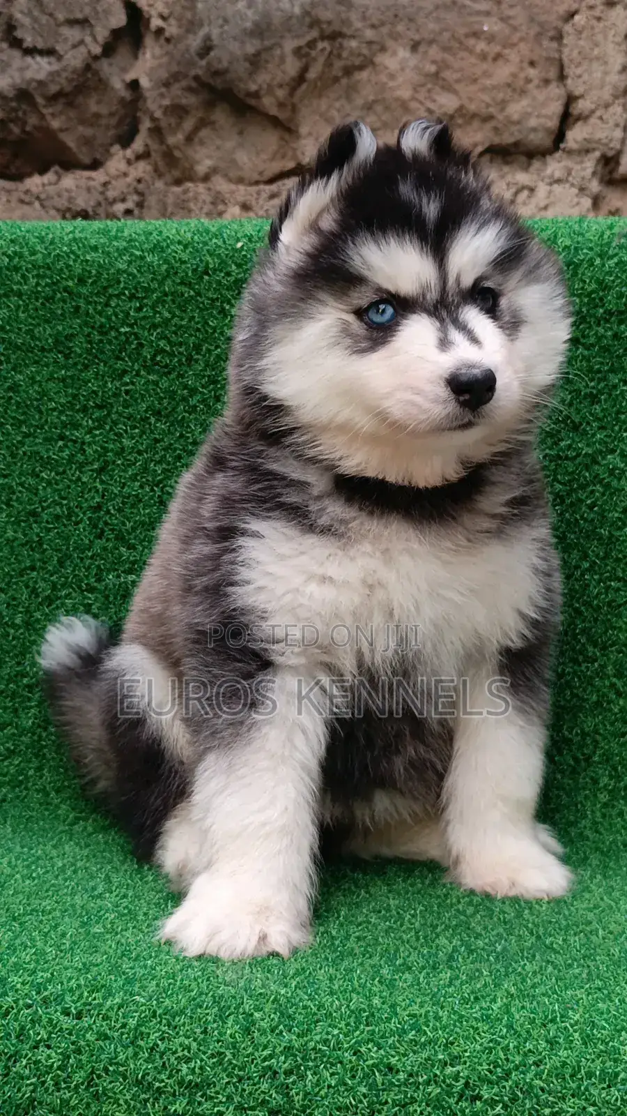 1-3 months Female Purebred Siberian Husky