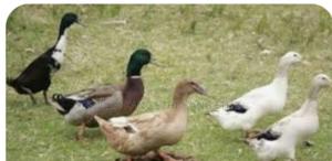 Exotic Ducks - thumbnail 2
