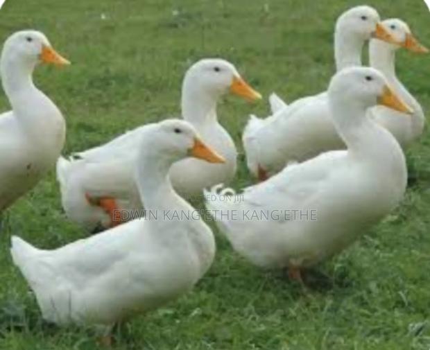 Exotic Ducks - thumbnail 3
