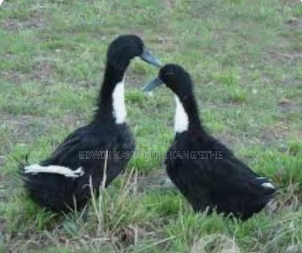 Exotic Ducks - thumbnail 4