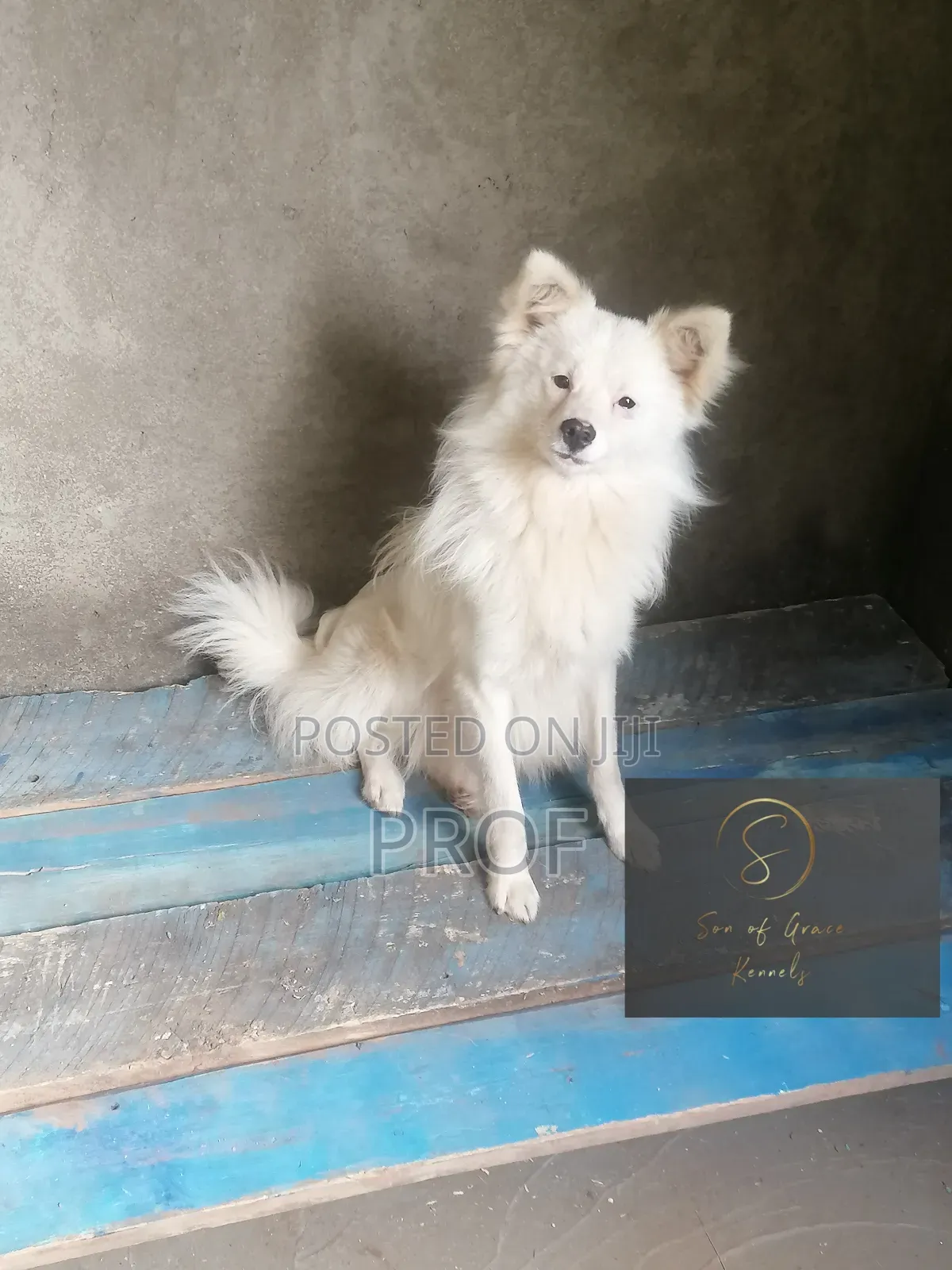 6-12 months Male Purebred Japanese Spitz