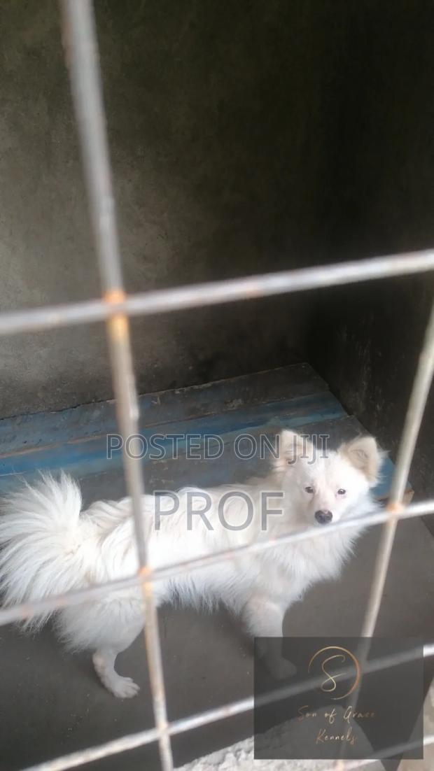 6-12 months Male Purebred Japanese Spitz - thumbnail 3