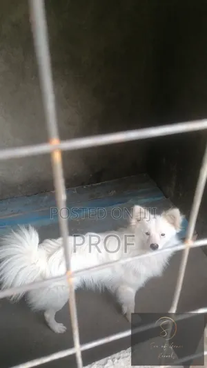 6-12 months Male Purebred Japanese Spitz