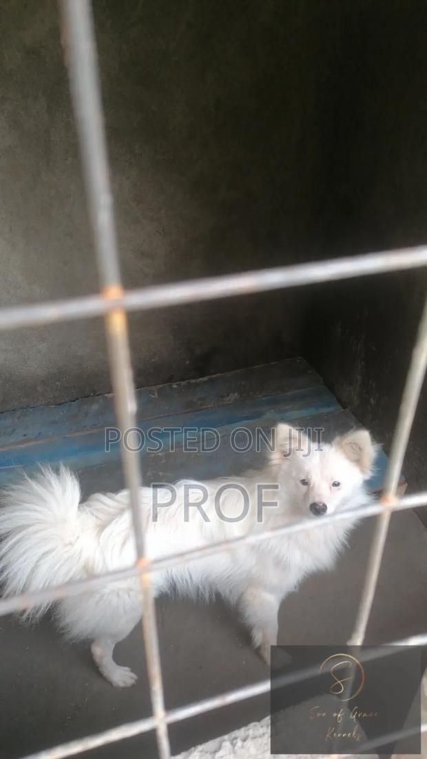 6-12 months Male Purebred Japanese Spitz - thumbnail 4