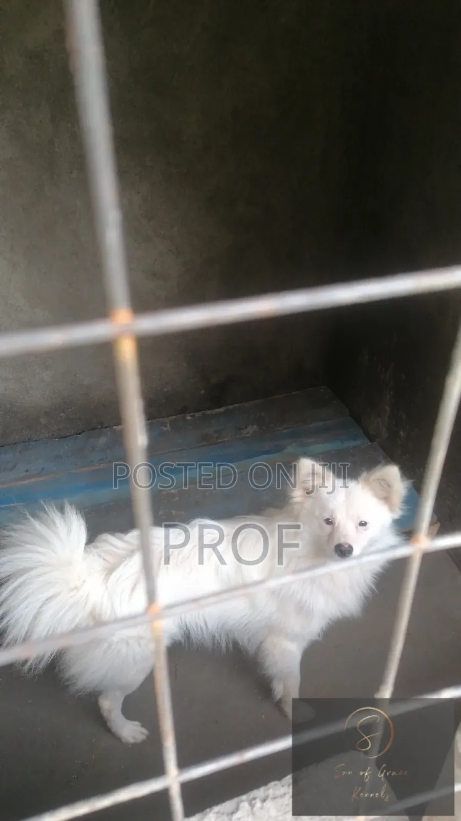 6-12 months Male Purebred Japanese Spitz