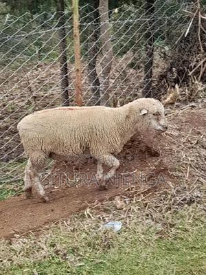 Merino Farm - thumbnail 2