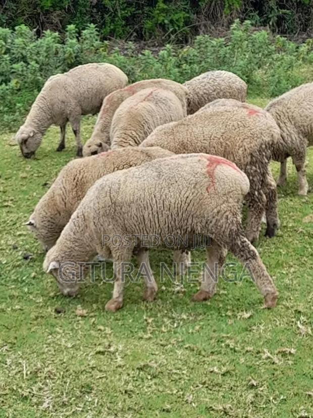 Merino Farm - thumbnail 3