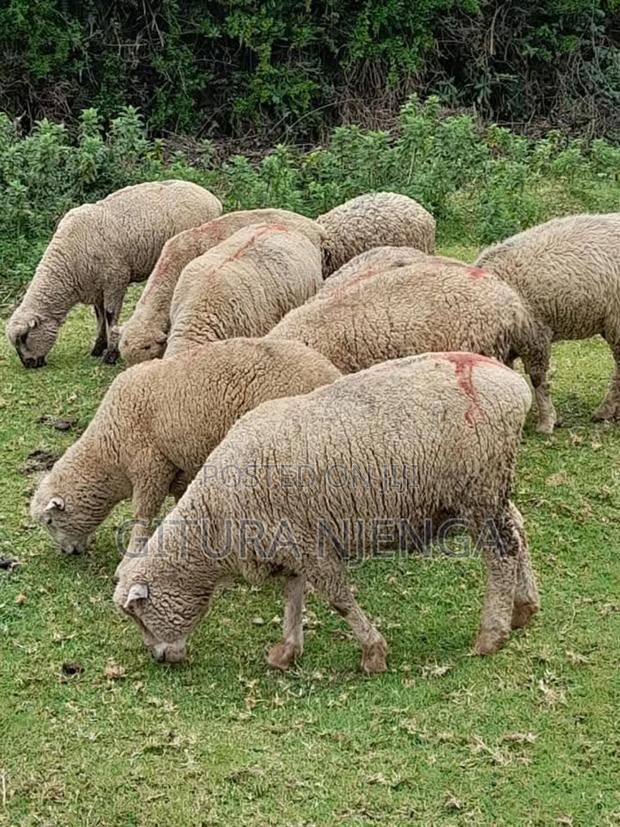 Merino Farm - thumbnail 4